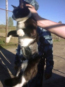 Cat detained on illegal mission at Russian prison