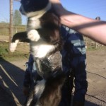 Cat detained on illegal mission at Russian prison